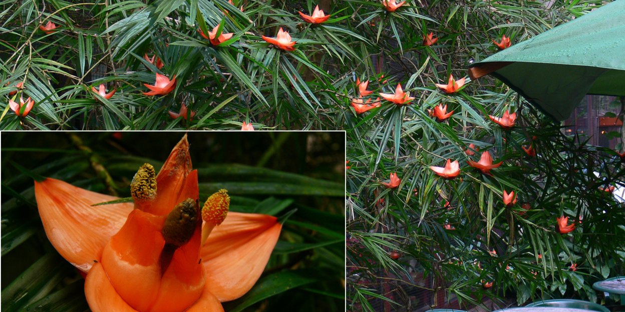 Een klimmende schroefpalm
