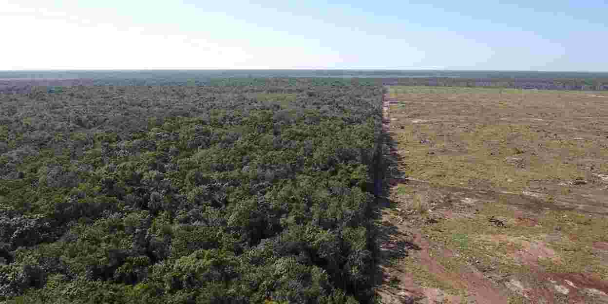 Natuurbehoud in Belize: succesvolle opvang zeekoeien en apen