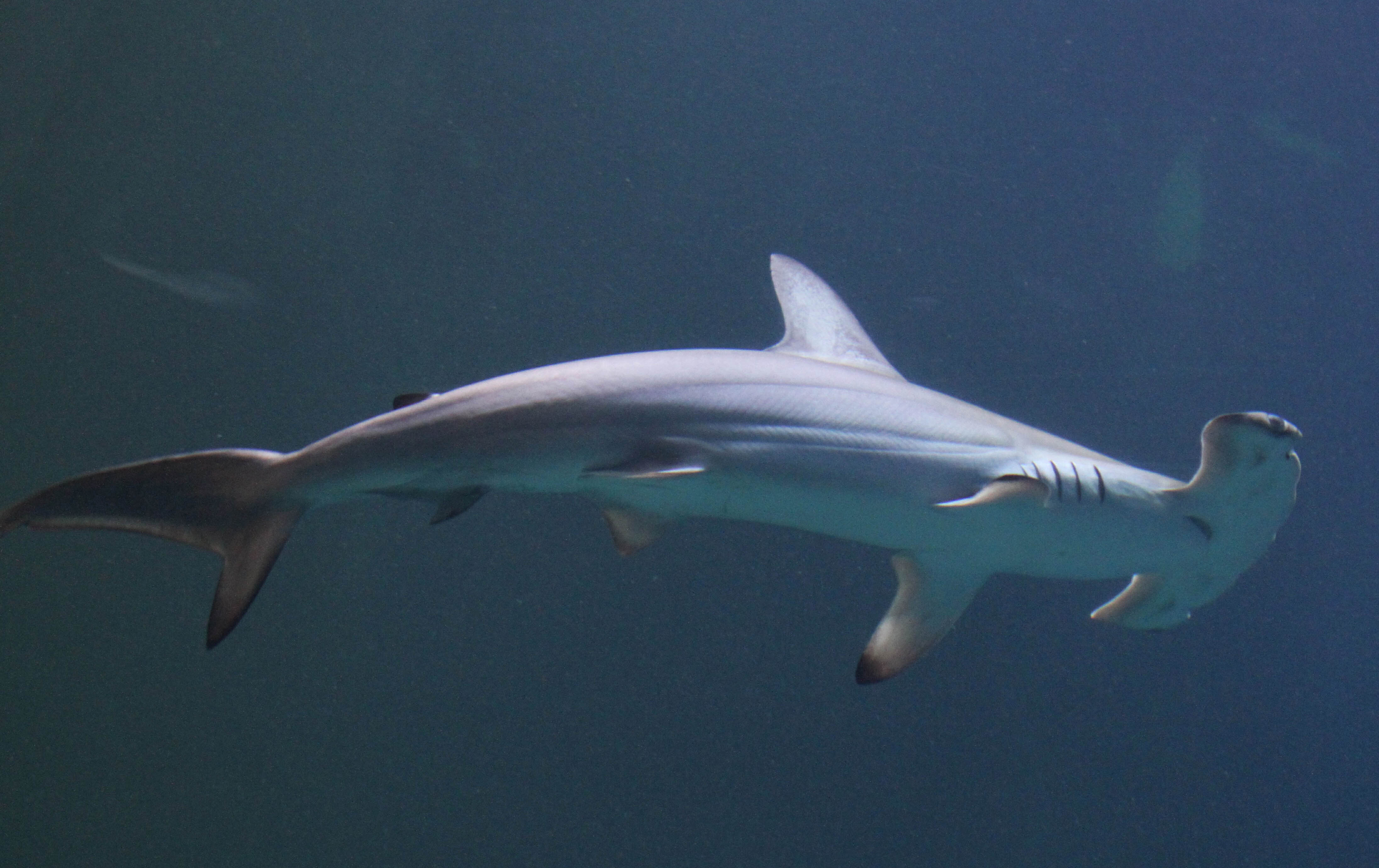 Hamerhaaien | Burgers&rsquo; Zoo in Arnhem