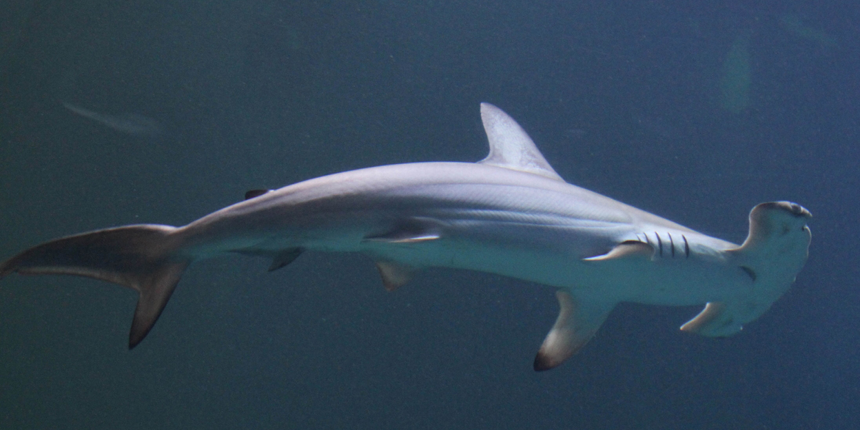 Hamerhaaien | Burgers’ Zoo in Arnhem