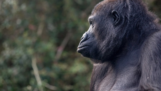 Handopfok bij gorilla’s