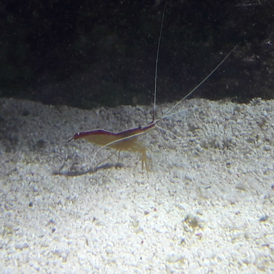 Bedreiging en bescherming