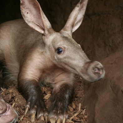 Bedreiging en bescherming