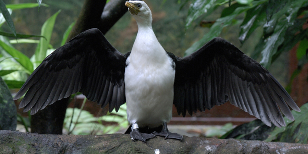 Australische dwergaalscholver (niet meer in Burgers' Zoo)