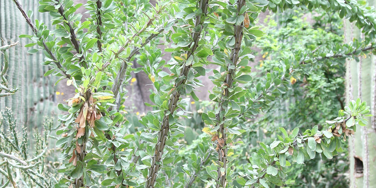 Over wispelturige ocotillo’s