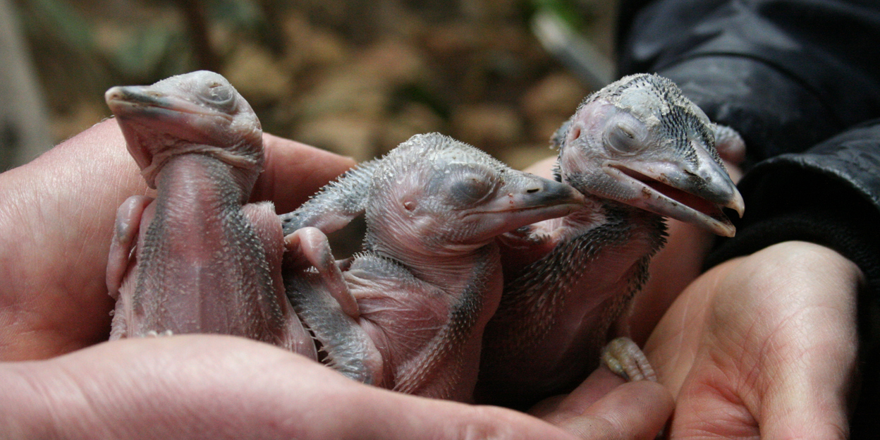 Drie jonge kookaburra's!