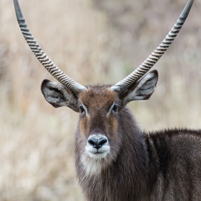 Ellipswaterbok