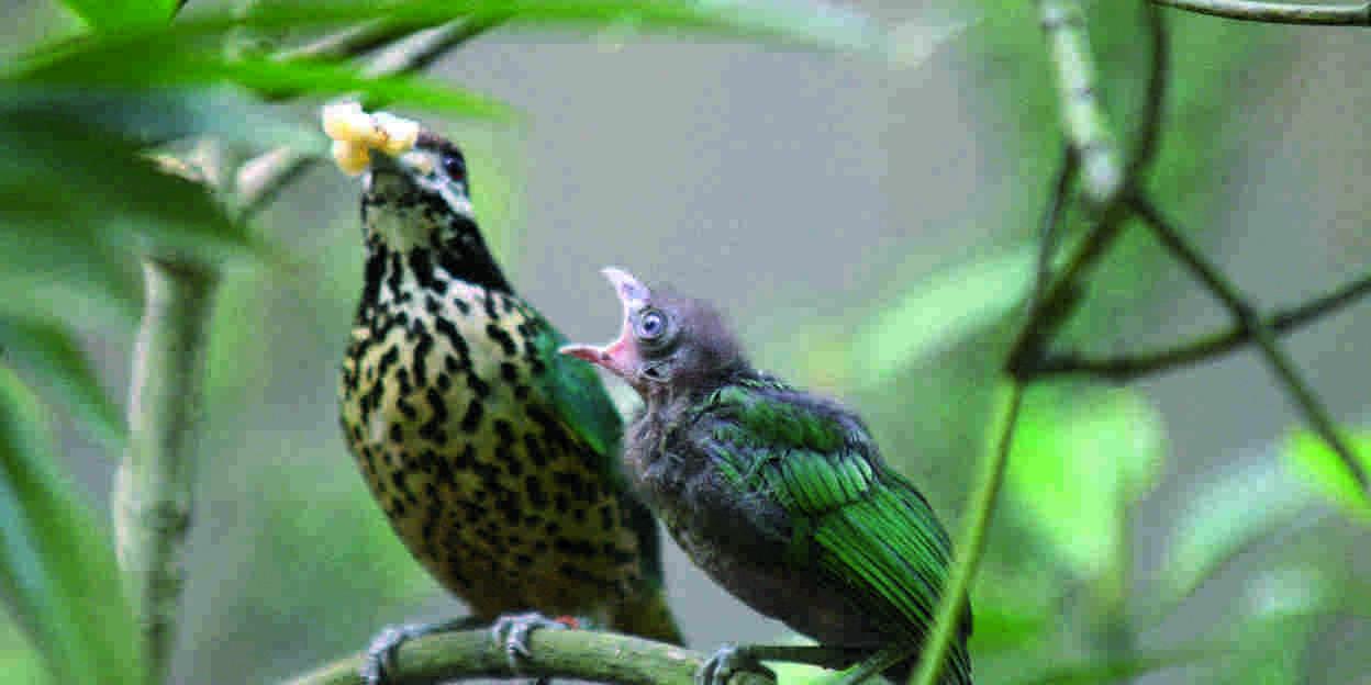 De katvogel in Burgers’ Zoo