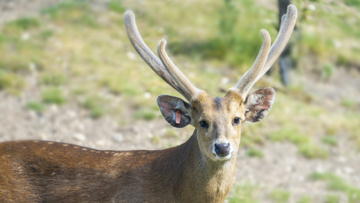 De bambi’s van de Rimba