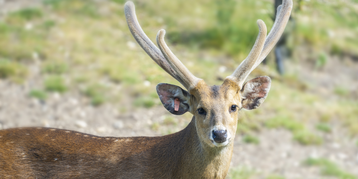 De bambi’s van de Rimba