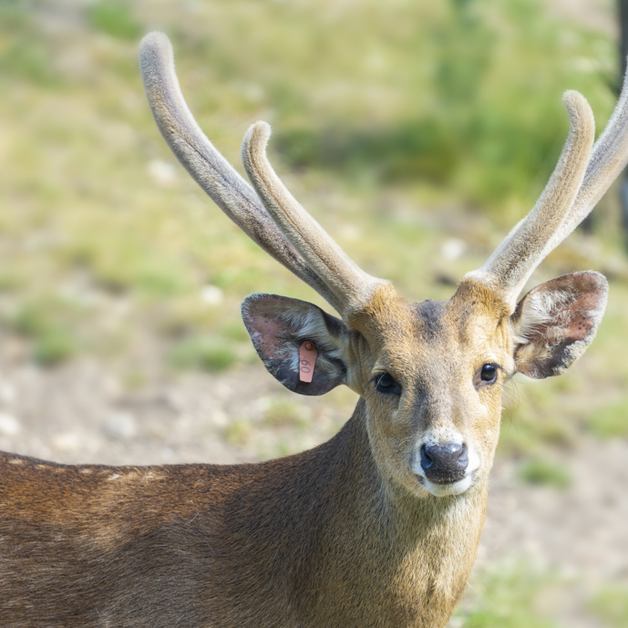 De bambi’s van de Rimba