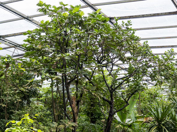 De broodboom in Burgers’ Bush