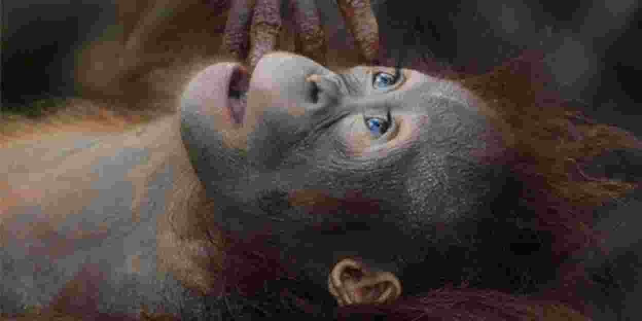 Waar orang-oetans weer leren om aap te zijn