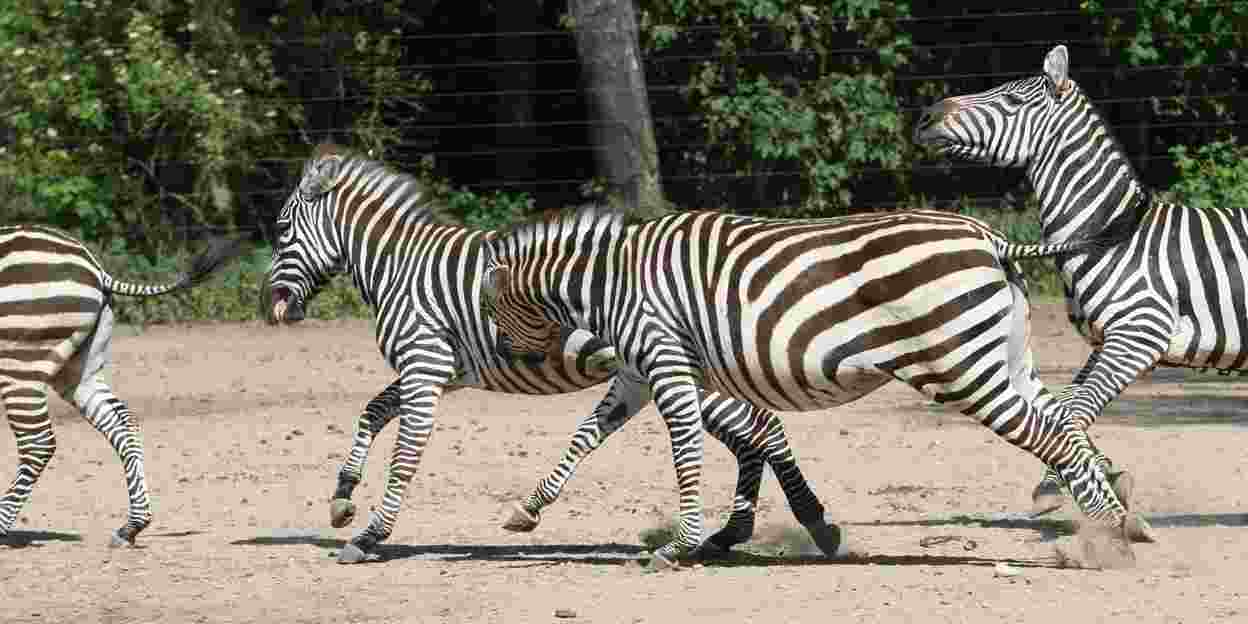 Een streepje voor: zuivere zebra’s