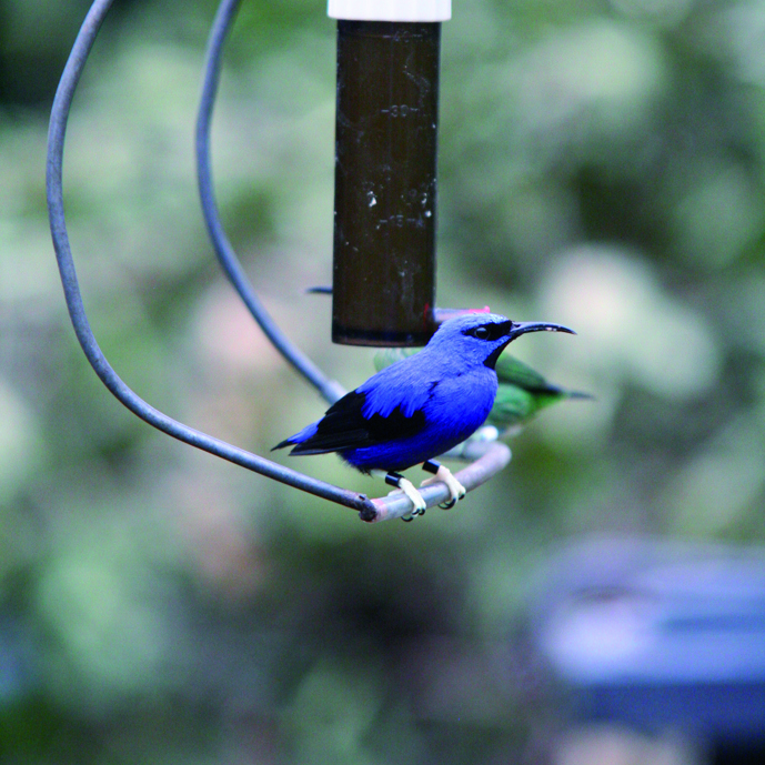Suikervogels en de Bush