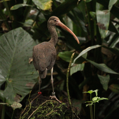 Over de voortplanting