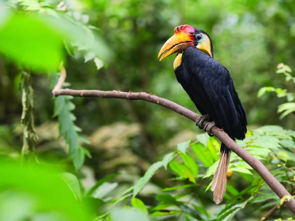 Neushoornvogel op vrijersvoeten