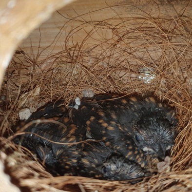 Over de voortplanting