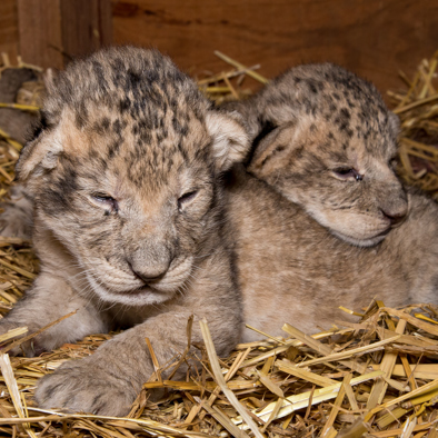 Over de voortplanting