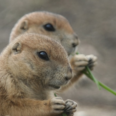 Bedreiging en bescherming