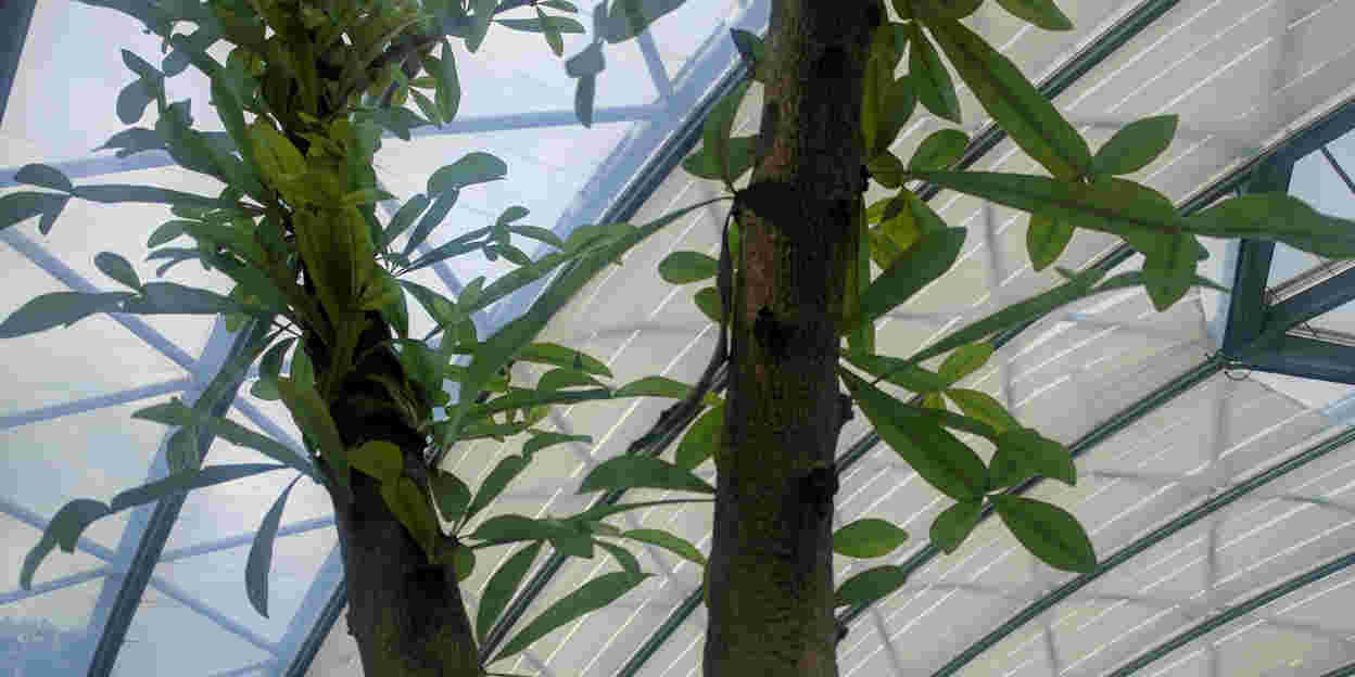 De kalebasboom, een boom uit de Maya-mythes