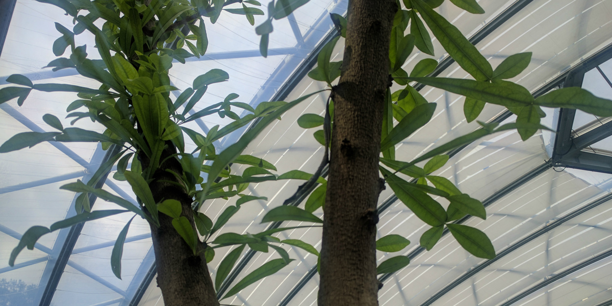 De kalebasboom, een boom uit de Maya-mythes
