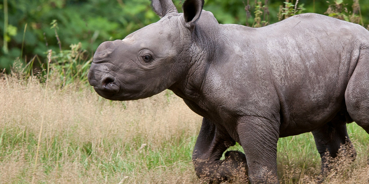In de Europese top vijf: de breedlipneushoorn