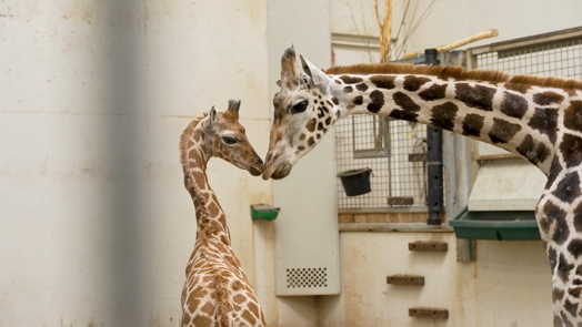 Giraffe geboren!