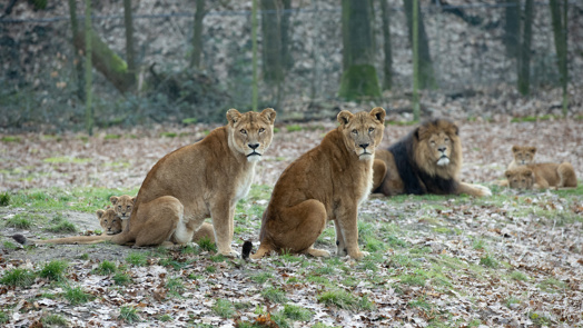 Burgers' Zoo verrast leeuwen met paasbrunch