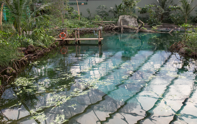 Burgers’ Mangrove: een ecodisplay volop in ontwikkeling