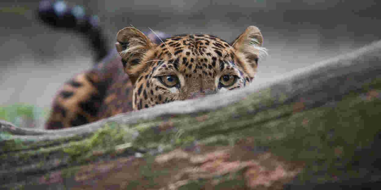 Opportunistische katten in Burgers’ Rimba