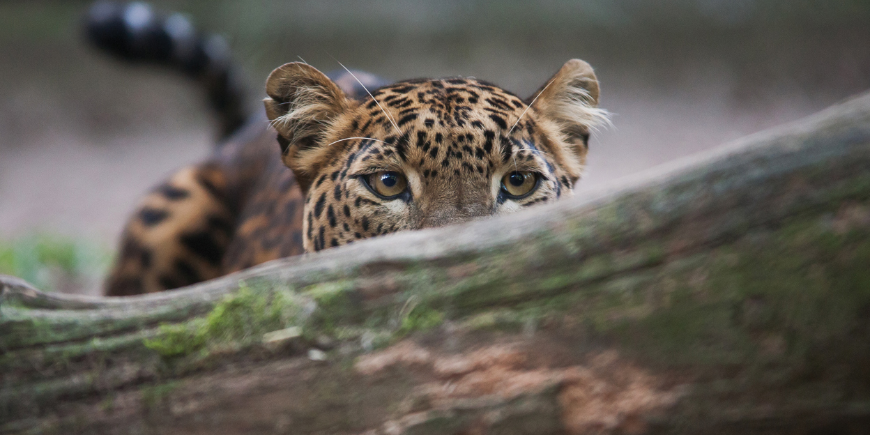 Opportunistische katten in Burgers’ Rimba
