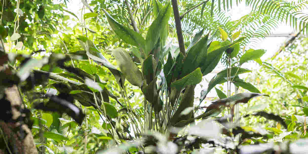 Wereldprimeur! Wetenschapper ontdekt nieuwe Dracaena-soort in Koninklijke Burgers' Zoo