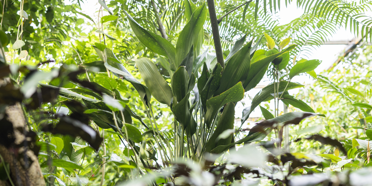Wereldprimeur! Wetenschapper ontdekt nieuwe Dracaena-soort in Koninklijke Burgers' Zoo