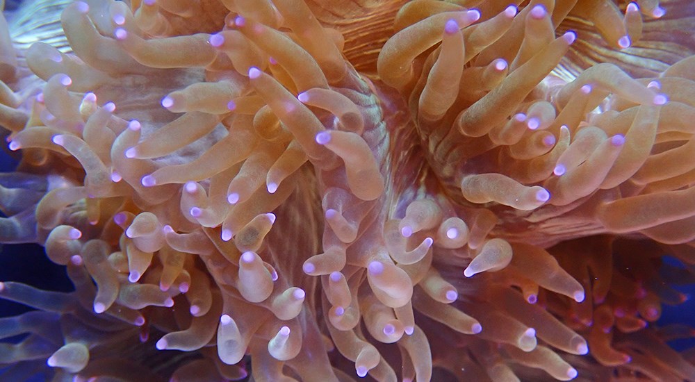 Botsing Analist Slijm Burgers' Ocean kweekt koraal voor heel Europa | Burgers' Zoo in Arnhem
