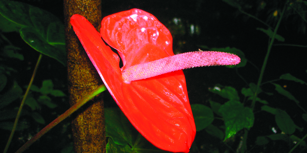 Oerwoudsnijbloemen