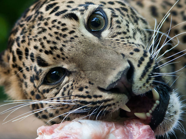 Achtergrond: over panters