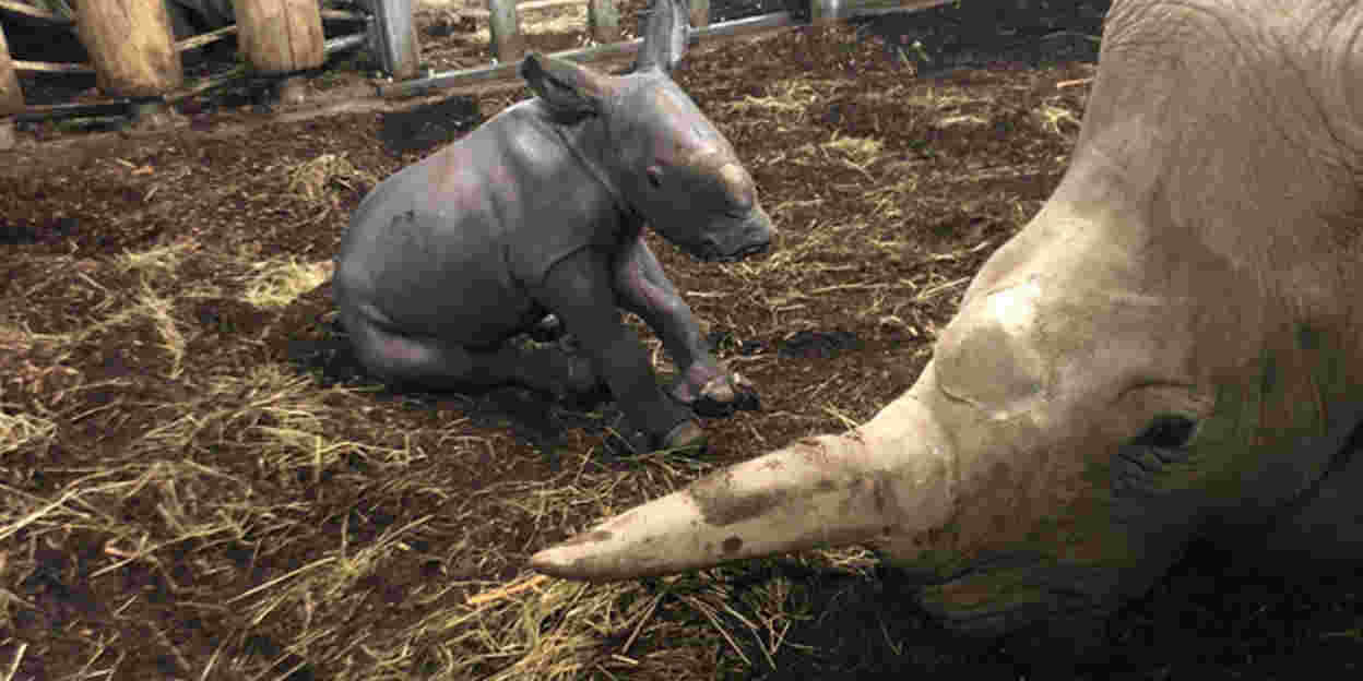 Europese top vijf dankzij geboorte neushoorn