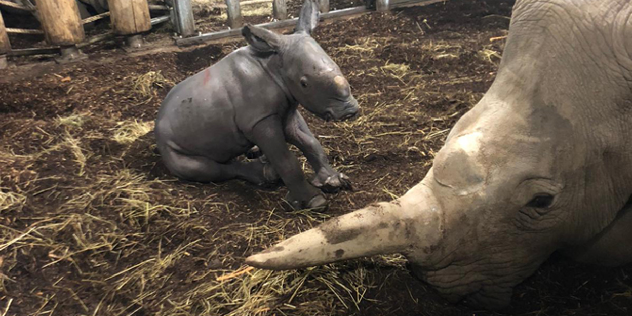 Europese top vijf dankzij geboorte neushoorn