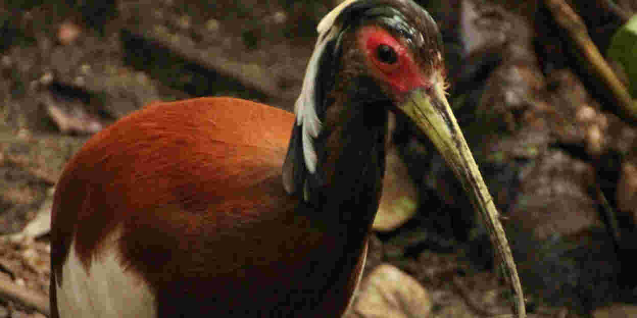 Een bijzondere nieuwe vogelsoort: de Madagaskar-kuifibis