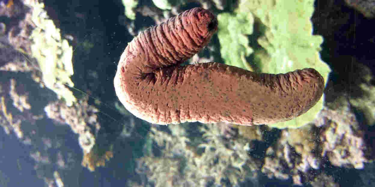 Groente en fruit uit de zee 