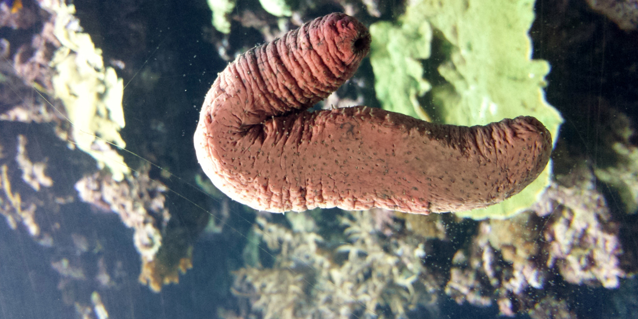 Groente en fruit uit de zee 