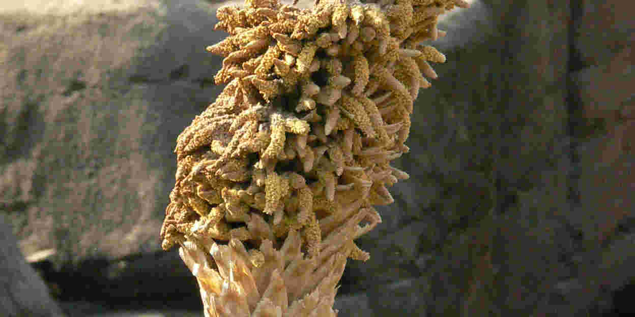 Een gekke grasboom?