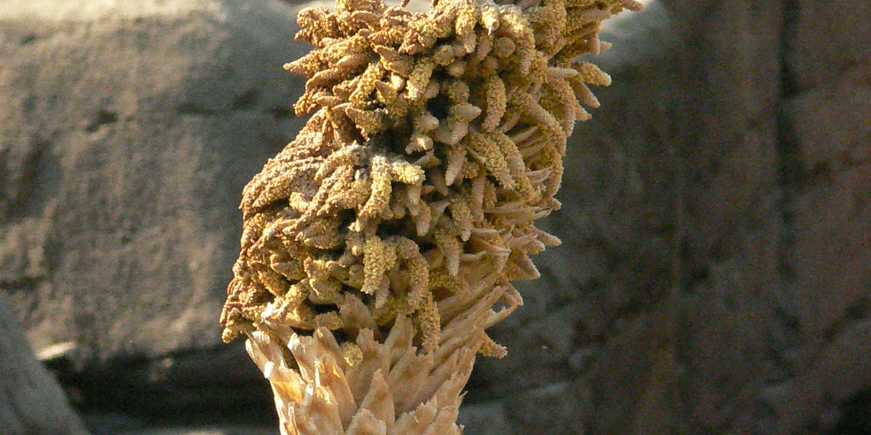 Een gekke grasboom?