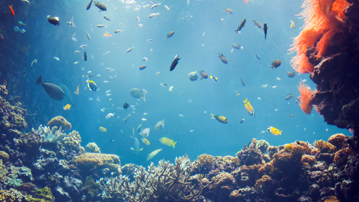 Natuurbehoud: Expertise inzetten om koralen te kweken en te beschermen