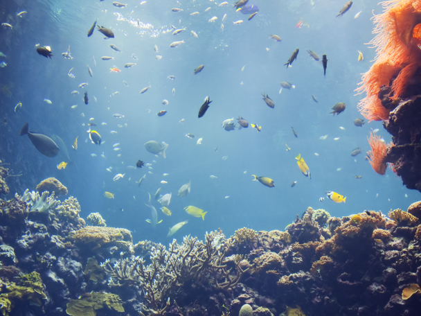 Wat is een ecosysteem?