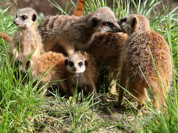 Welkom in de familie
