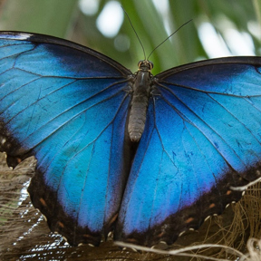 Blauwe morpho