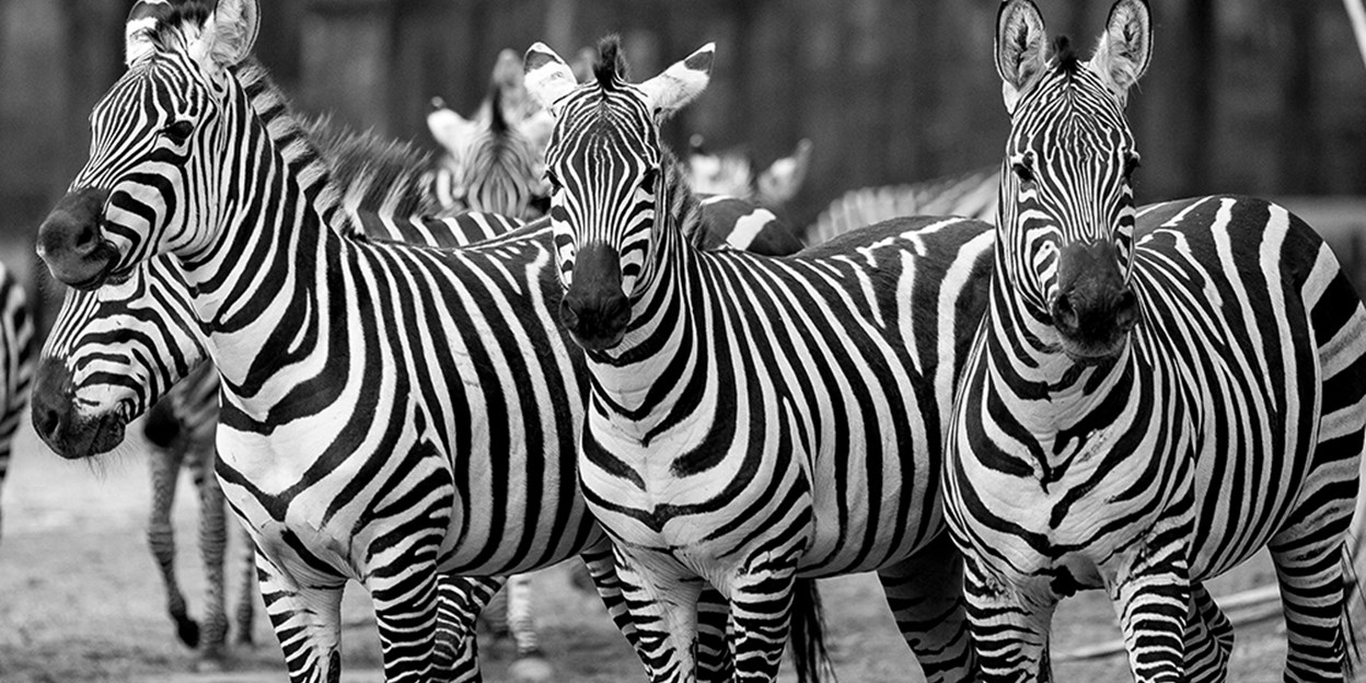 zebra staat op strepen | Burgers' in Arnhem