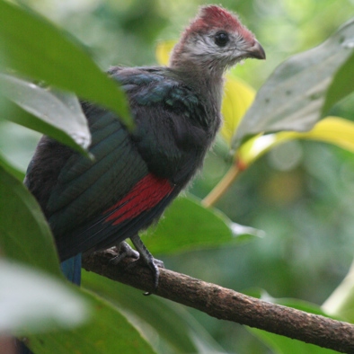 Over de voortplanting